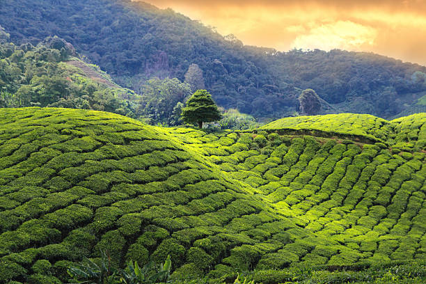Tea Trails & Spice Roads — A Culinary Journey — OnTime.lk Travel Sri Lanka